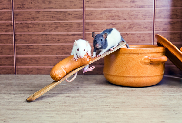 How to get rid of mice in the kitchen!