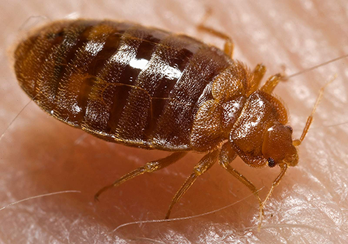 (Image: WikiMedia) This 2006 photograph depicted an oblique-dorsal view of a bed bug nymph (Cimex lectularius) as it was in the process of ingesting a blood meal from the arm of a “voluntary” human host. Bed bugs are not vectors in nature of any known human disease. Although some disease organisms have been recovered from bed bugs under laboratory. 