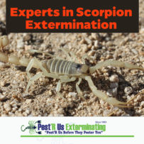 Scorpions i Arizona – 3 Saker du behöver veta