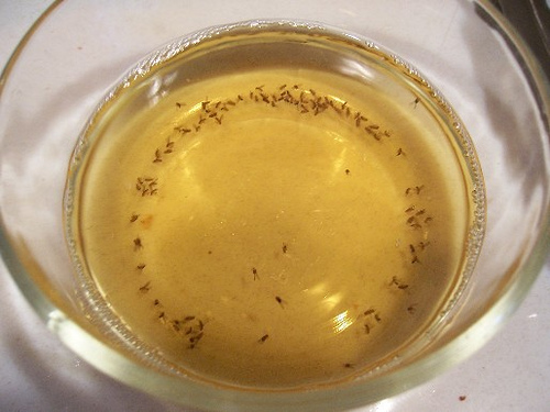 how to get rid of gnats with vinegar